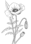 disegno-da-colorare papavero