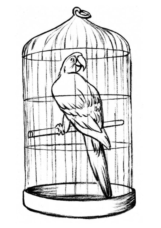Disegno da colorare pappagallo in gabbia