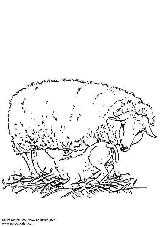 Disegno da colorare pecora con agnello