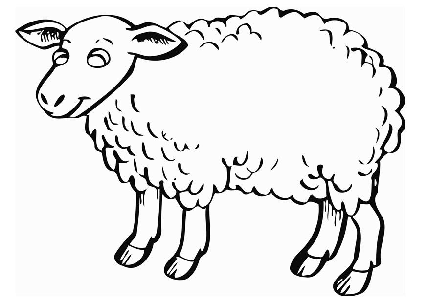 Disegno da colorare pecora Disegni Da Colorare E Stampare Gratis