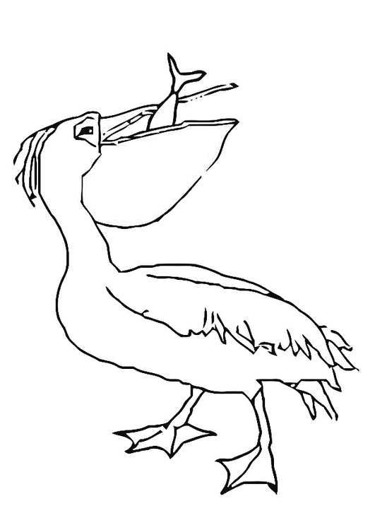 Disegno da colorare pelicano mangia pesce