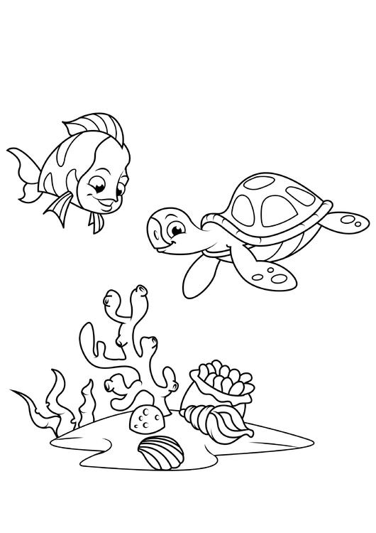 pesce e tartaruga d&#39;acqua