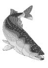 pesce - luccioperca