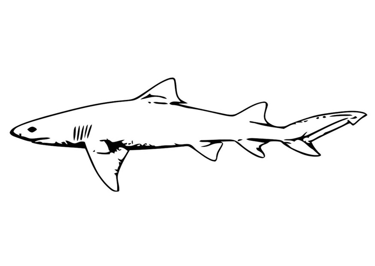 Disegno da colorare pesce - squalo