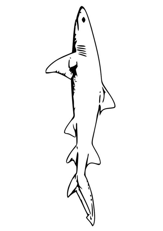 pesce - squalo