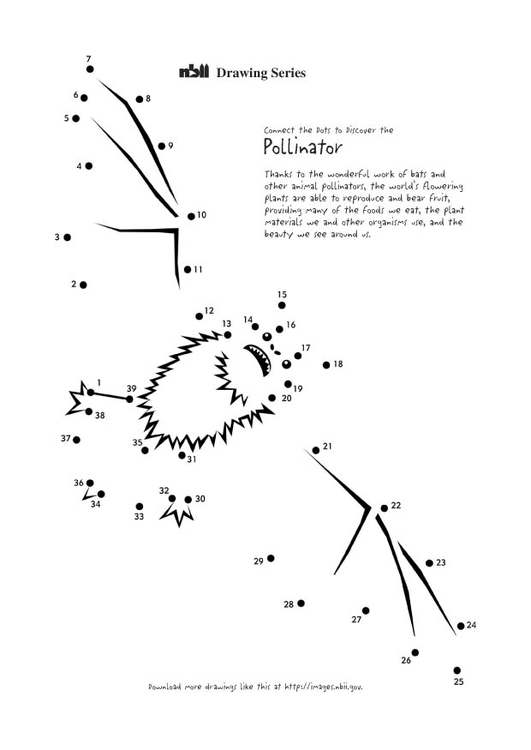 Disegno da colorare pipistrello