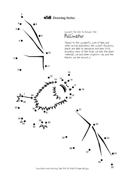 pipistrello