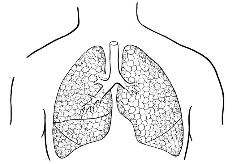 Disegno da colorare polmoni