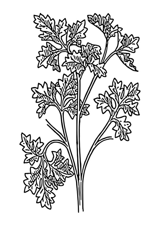 Disegno da colorare prezzemolo