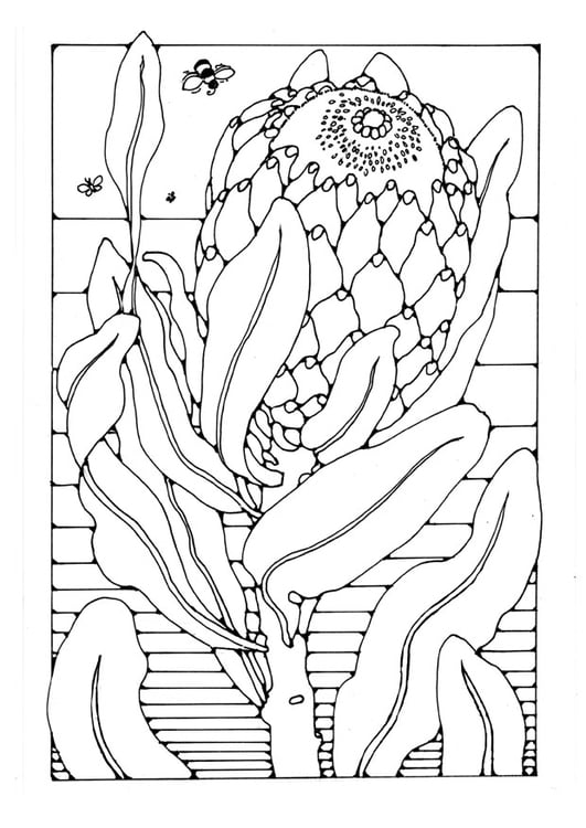 Disegno da colorare protea