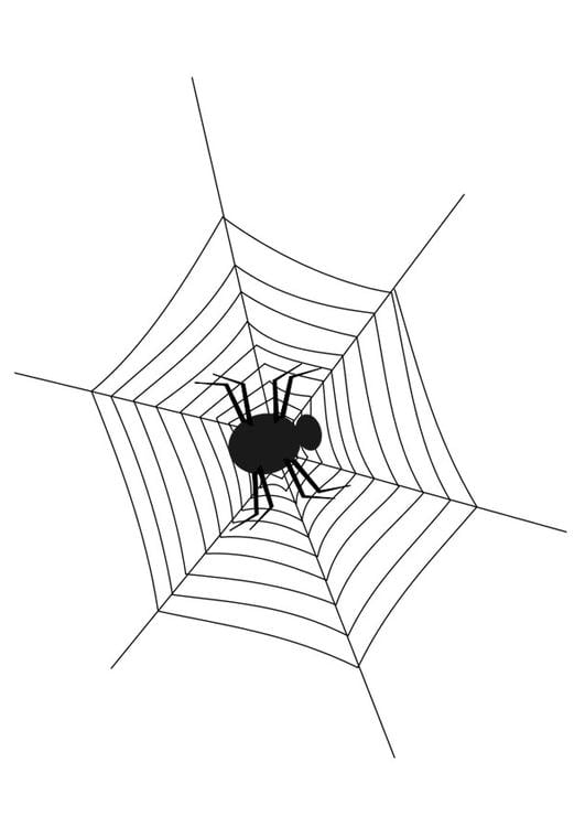 ragno e tela