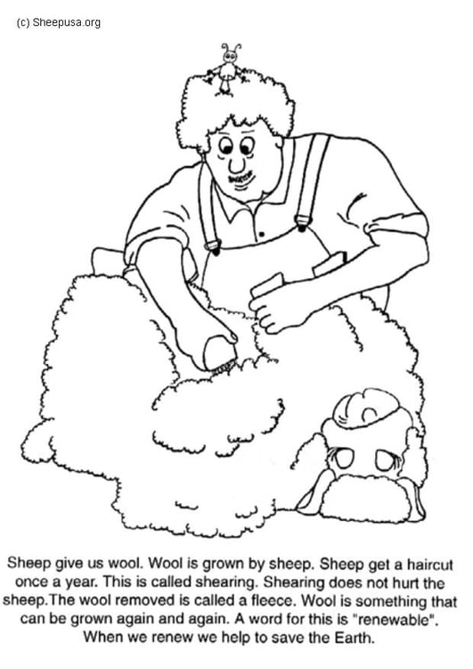 Disegno da colorare rasatura pecore