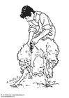Disegni da colorare rasatura pecore