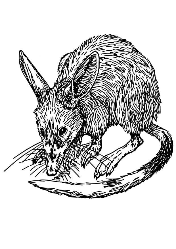 Disegno da colorare ratto - bandicoot