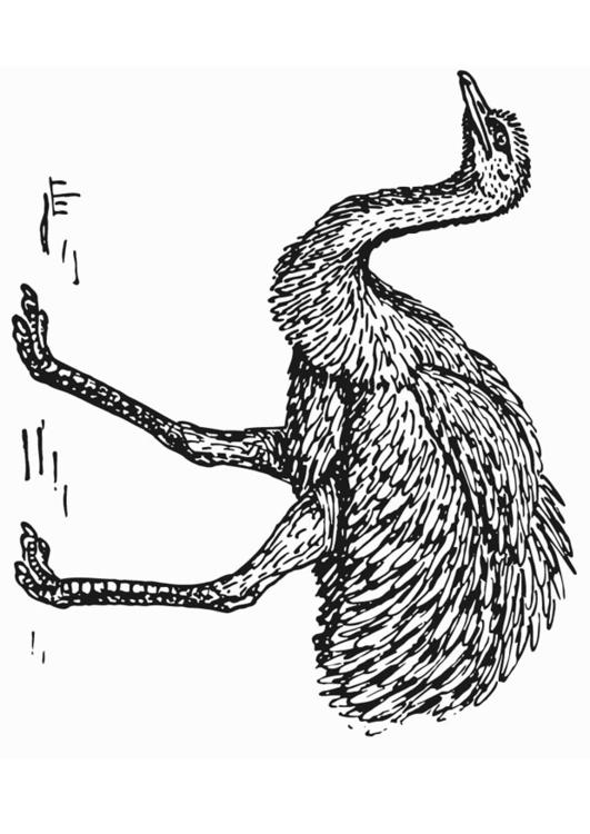 rhea - struzzo