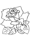 Disegno da colorare rosa