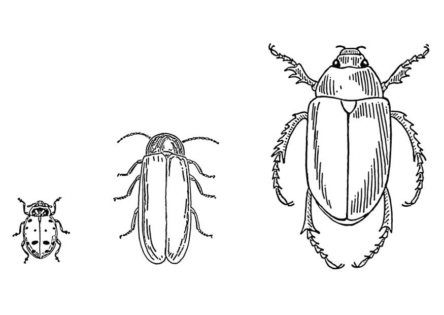 Disegno da colorare scarabei