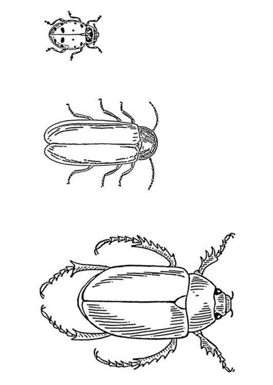 scarabei