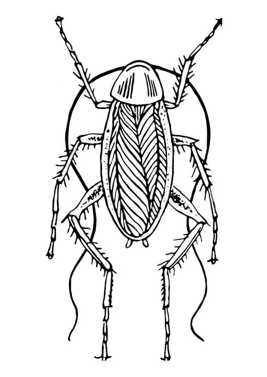 Disegno da colorare scarafaggio