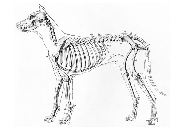 Disegno da colorare scheletro di cane