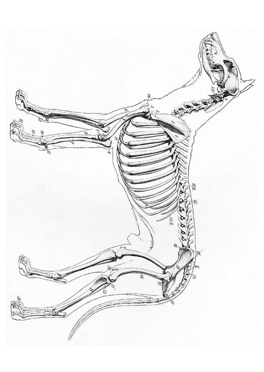 scheletro di cane