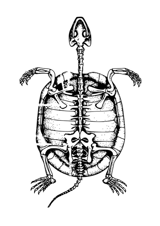 Disegno da colorare scheletro di tartaruga