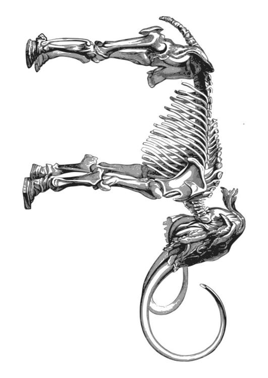 scheletro mammut