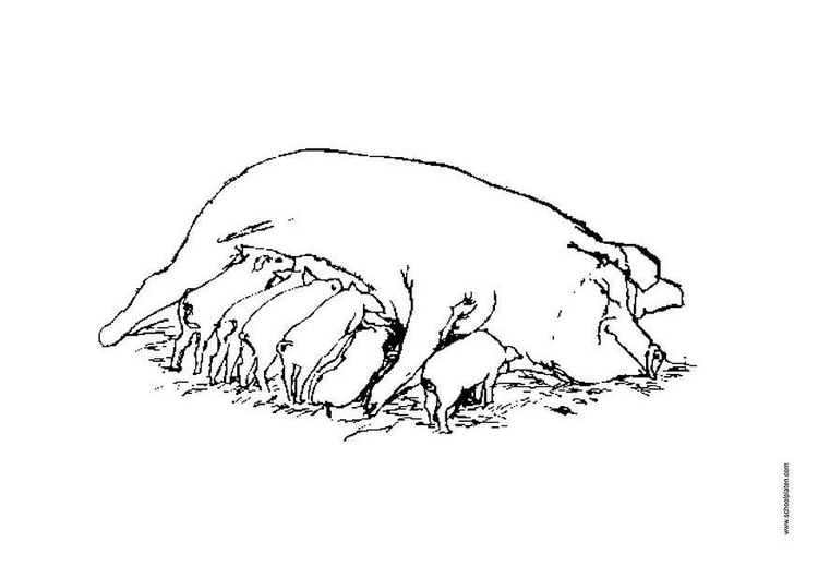 Disegno da colorare scrofa