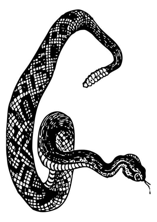 serpente a sonagli