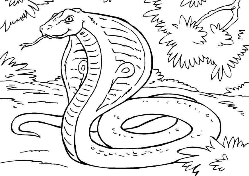 Disegno da colorare serpente - cobra
