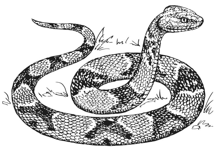 Disegno da colorare serpente moccassino