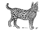 Disegni da colorare serval
