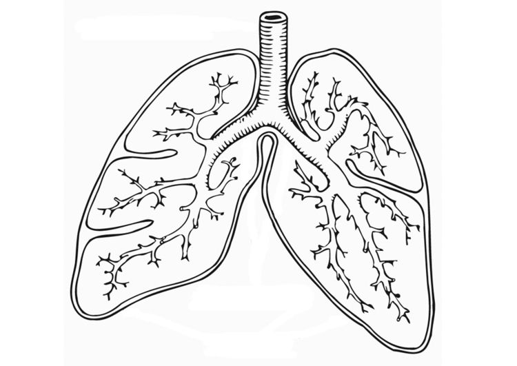 Disegno da colorare sistema respiratoria