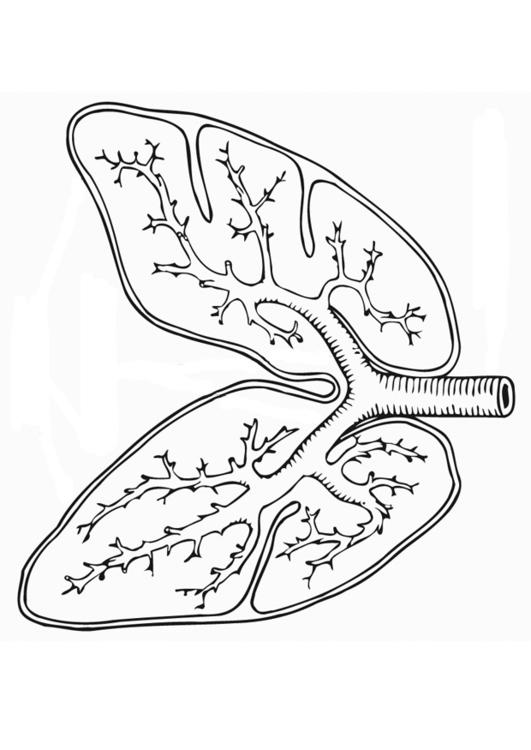 sistema respiratoria