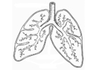 sistema respiratoria