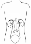 Disegni da colorare sistema urinaria