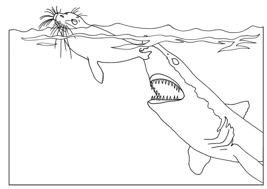Disegno da colorare squalo attacca foa