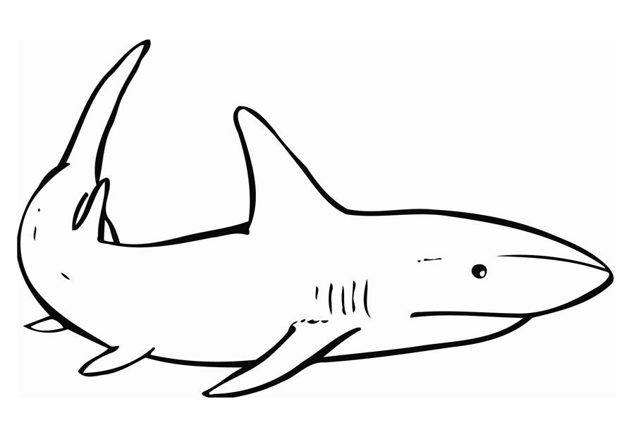 Disegno da colorare squalo