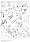 Disegno da colorare squalo toro