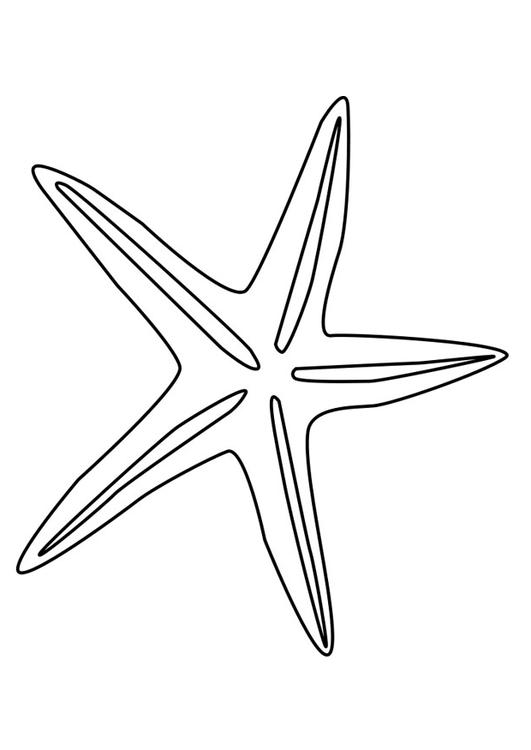 stella di mare