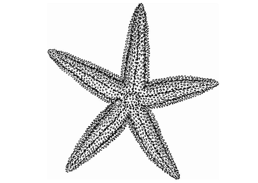 Disegno da colorare stella marina