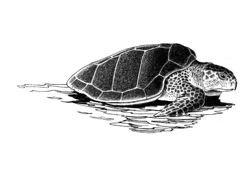 Disegno da colorare tartaruga di mare
