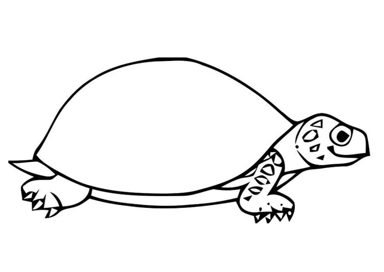 Disegno da colorare tartaruga
