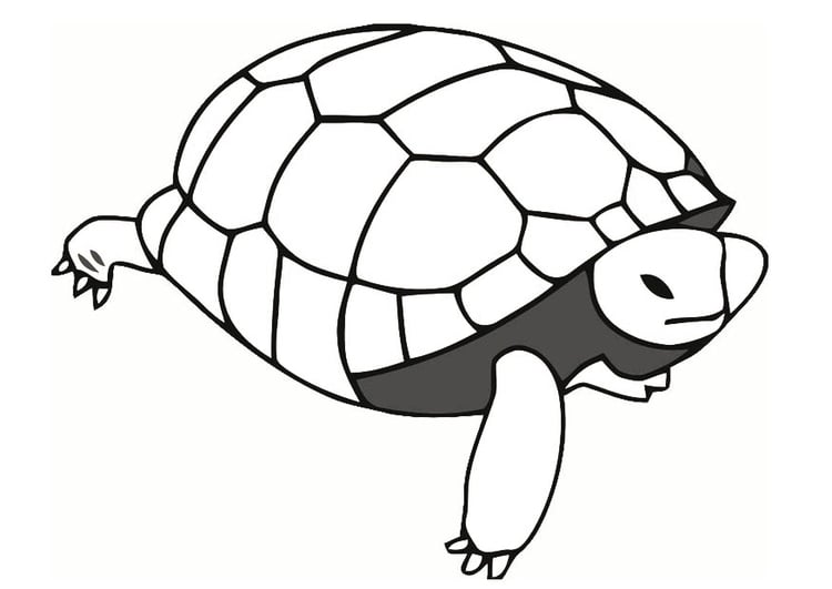 Disegno da colorare tartaruga