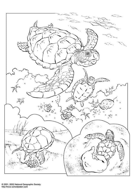 Disegno da colorare tartaruga marina