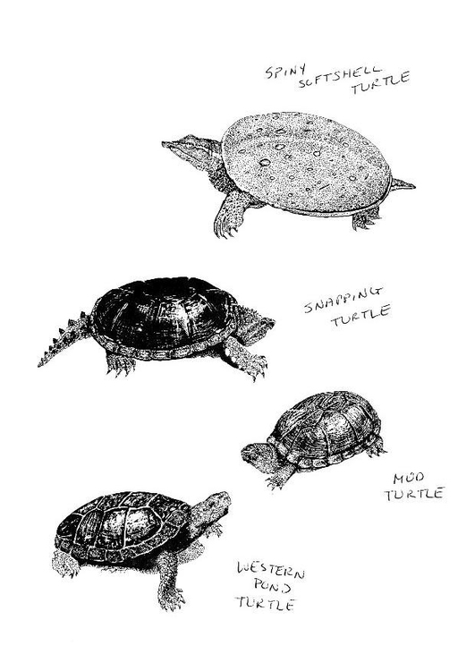 Disegno da colorare tartarughe
