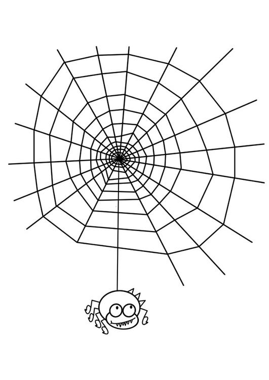 tela di ragno con ragno