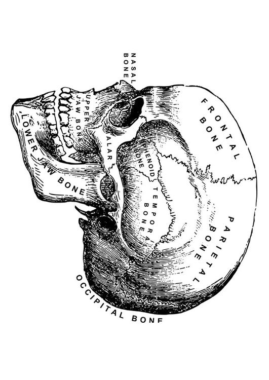 teschio