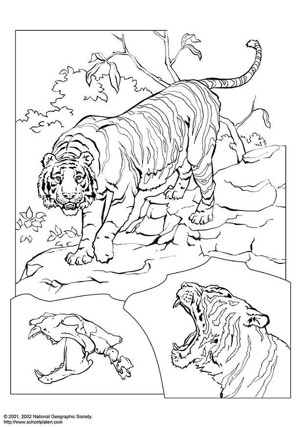 Disegno da colorare tigre