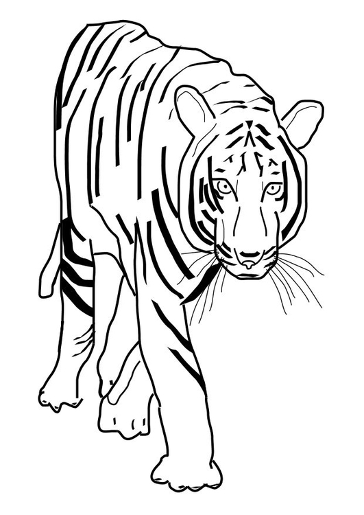 Disegno da colorare tigre